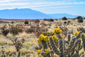 Cholla Cactus the Beauty of the Desert