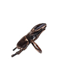 Copper Beetle Ring with Sapphire Cab Size 6 1/2